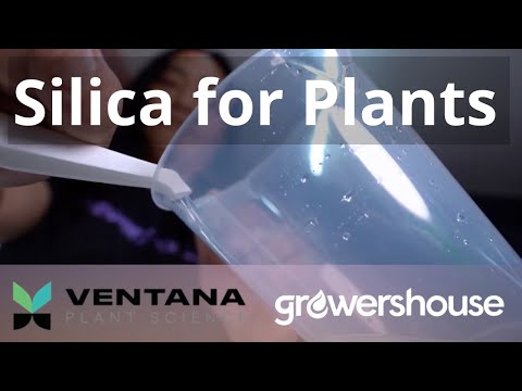Ventana Plant Science - Structure (Silica) YouTube Video